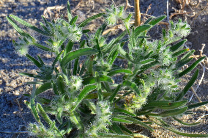 Gander's Cryptantha has green leaves, linear to narrowly lanceolate with hairy bristles, some bulbous at the base. Cryptantha ganderi 